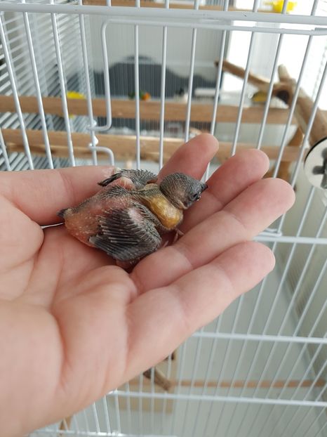  - Gould amandine 2020