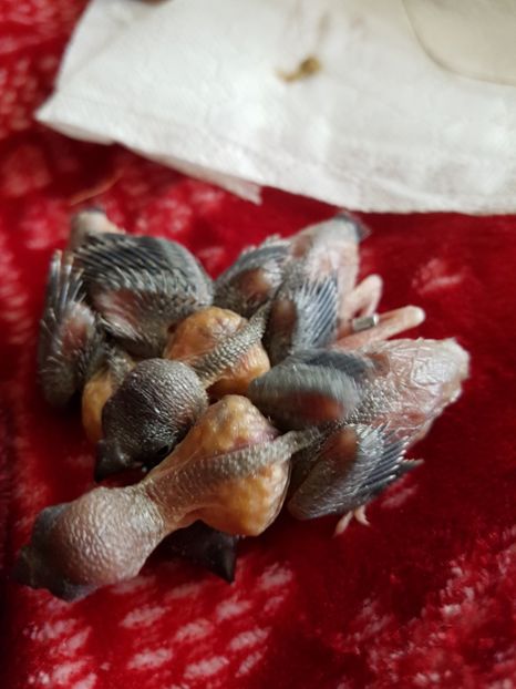  - Gould amandine 2020