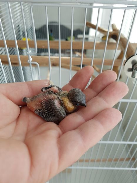  - Gould amandine 2020