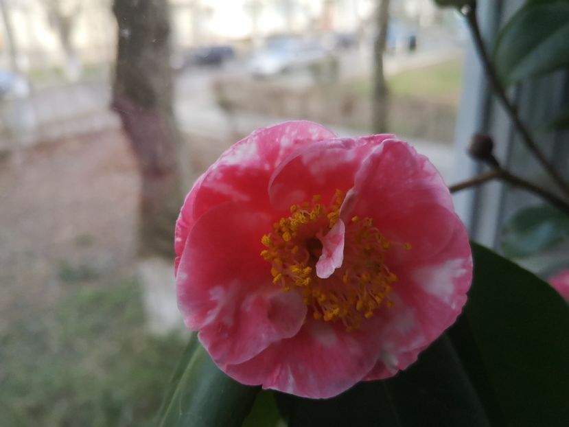 roz 2020 - Flori apartament