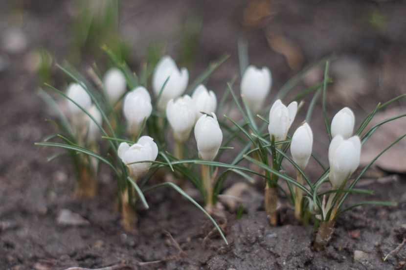  - Martie 2019- Martie 2020