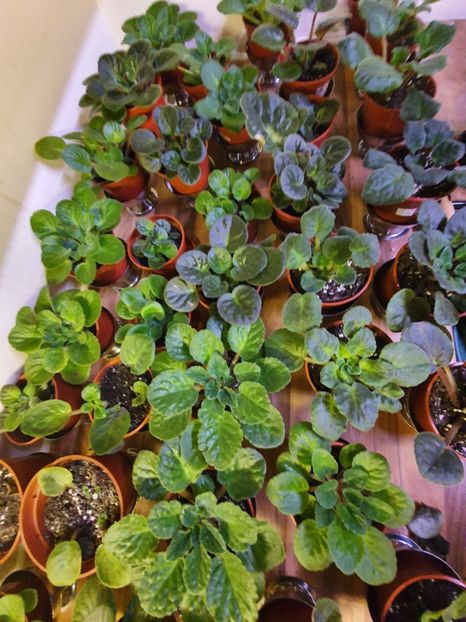  - AV - NOID Violete Africane