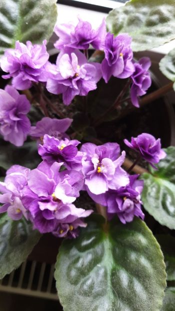 IMG-20190525-WA0006 - AV - NOID Violete Africane
