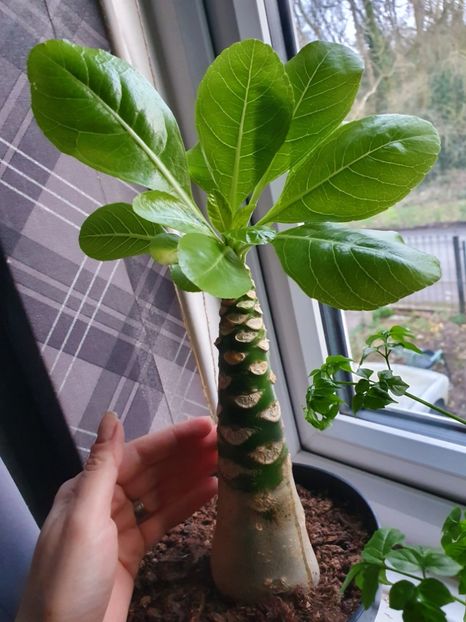  - BRIGHAMIA INSIGNIS - My ALOHA plant