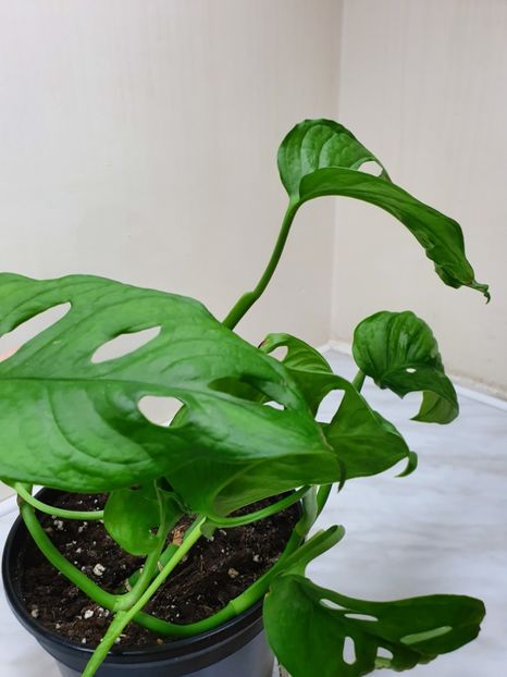  - Monstera ADANSONII- Monkey Mask