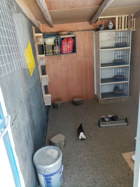  - Zburător romanesc cafeniu