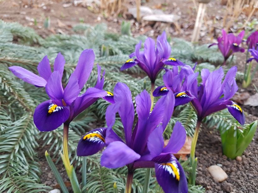 Reticulata Harmony - 2020 Helleborus