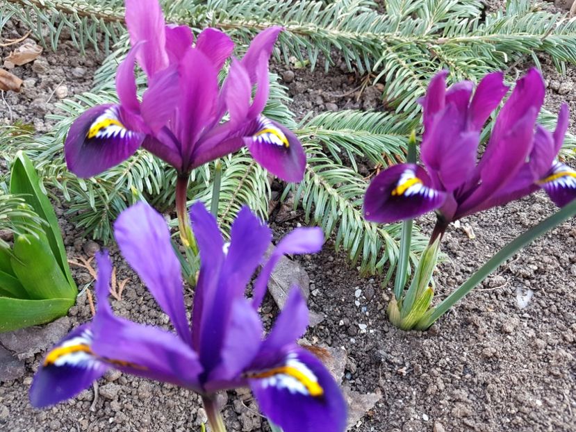 Reticulata Djiit - 2020 Helleborus