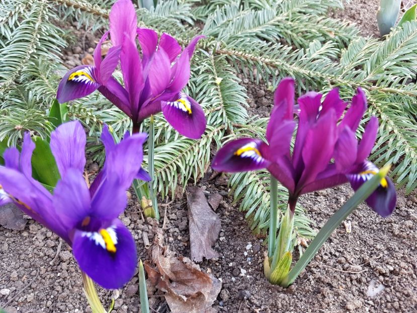 Irisi reticulata Purple Hill si Blue Hill - 2020 Martie