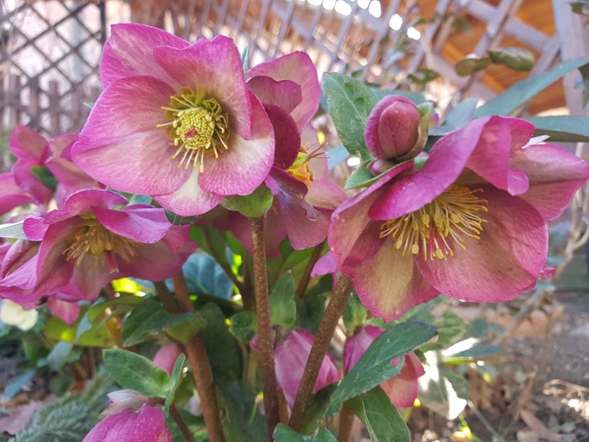 Ice N Roses Pink - 2020 Helleborus