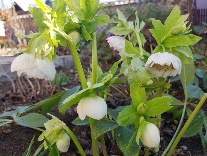 White Spotted - 2020 Helleborus