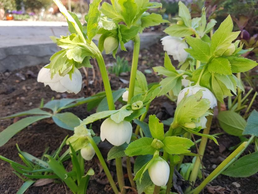 White Spotted - 2020 Helleborus