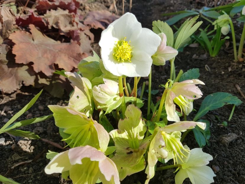 Snow Cristale - 2020 Helleborus