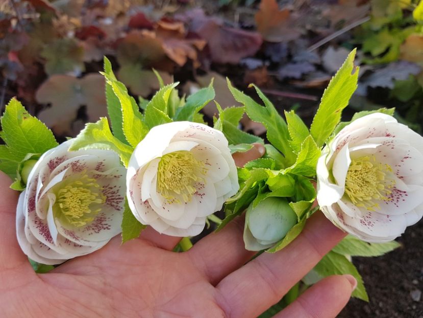 Duble white spotted - 2020 Helleborus