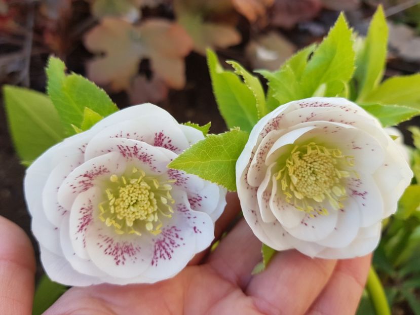 Double white spotted - 2020 Helleborus