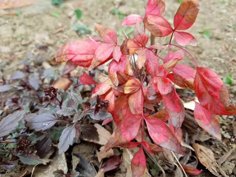 Nandina - 2020 Helleborus