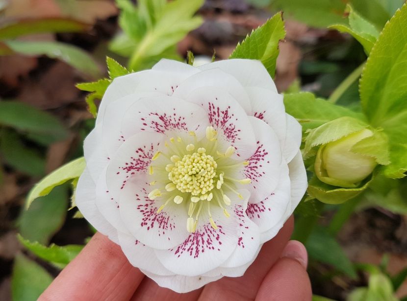 Double white spotted - 2020 Helleborus