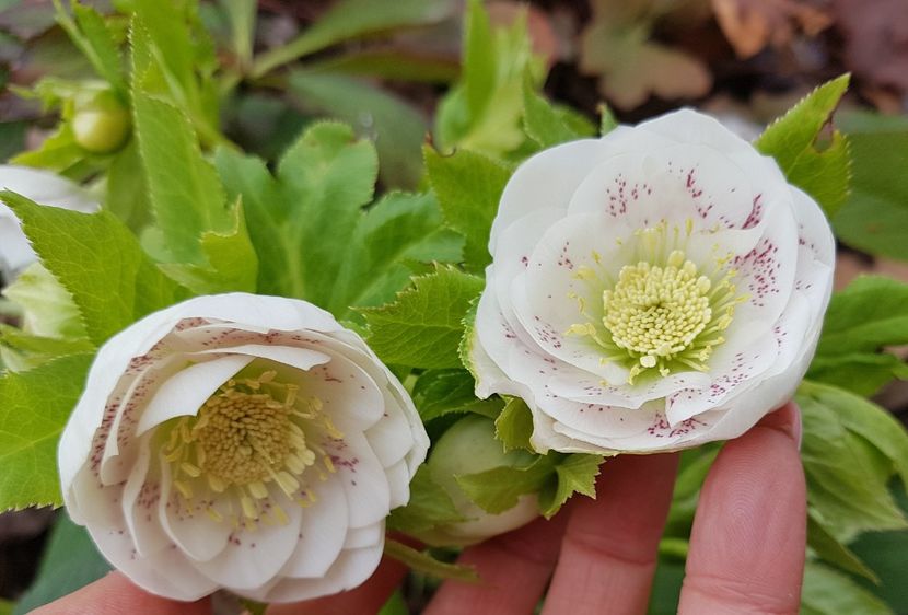 Double white spotted - 2020 Helleborus