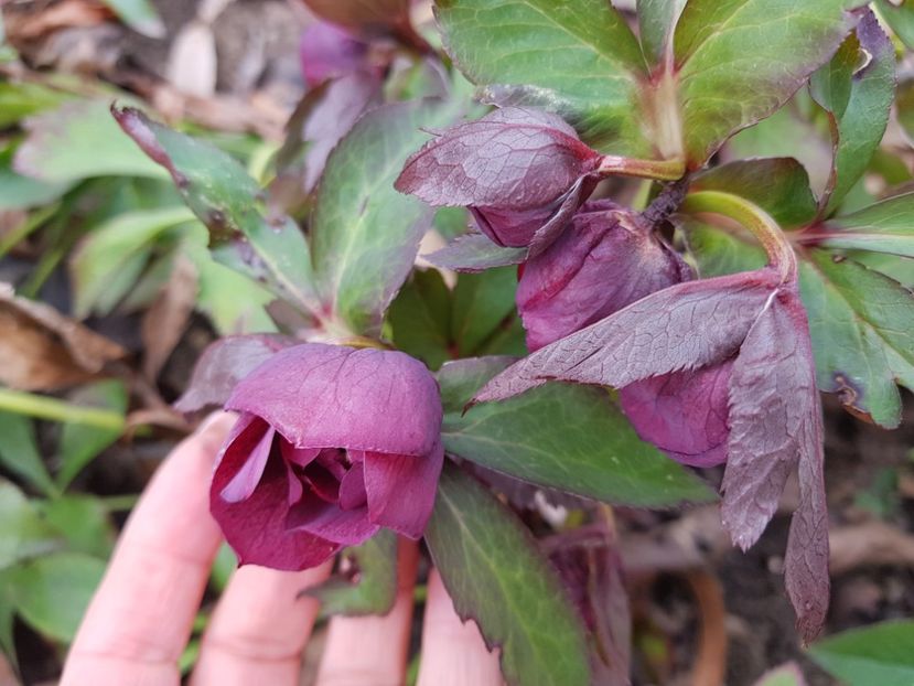 Double dark red - 2020 Helleborus