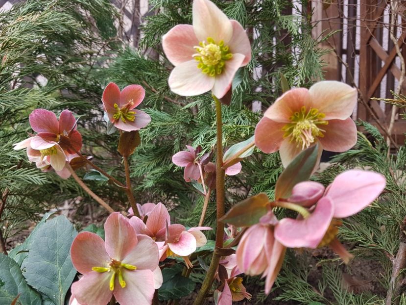 Merlin - 2020 Helleborus