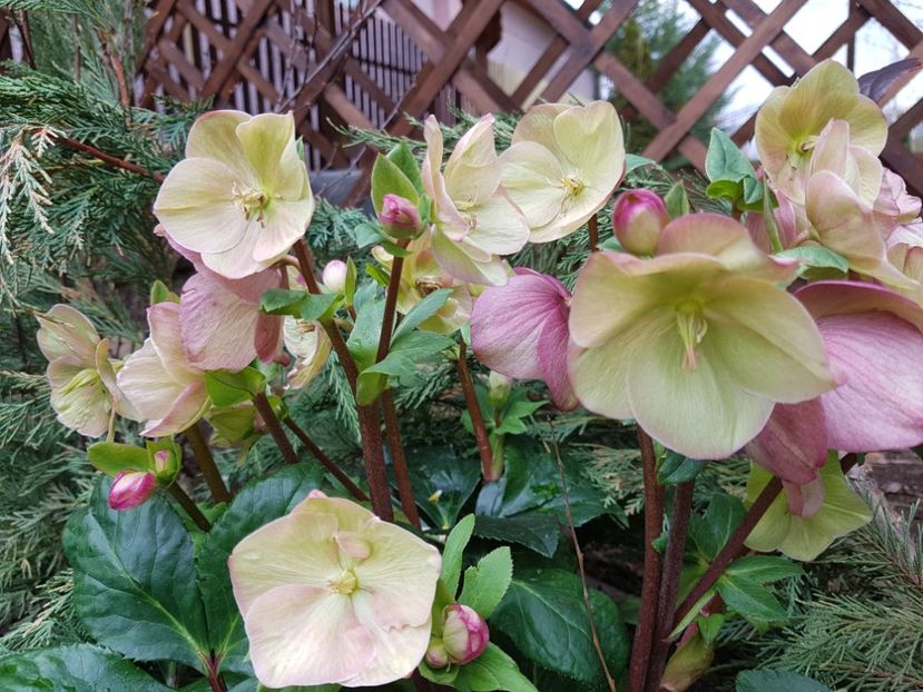Rosetta - 2020 Helleborus