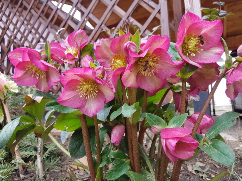 Ice N Roses Pink - 2020 Helleborus
