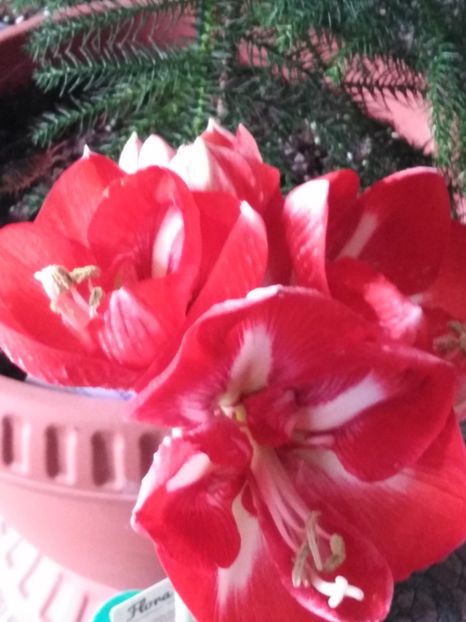 amarillo4 - dragostea  de natura