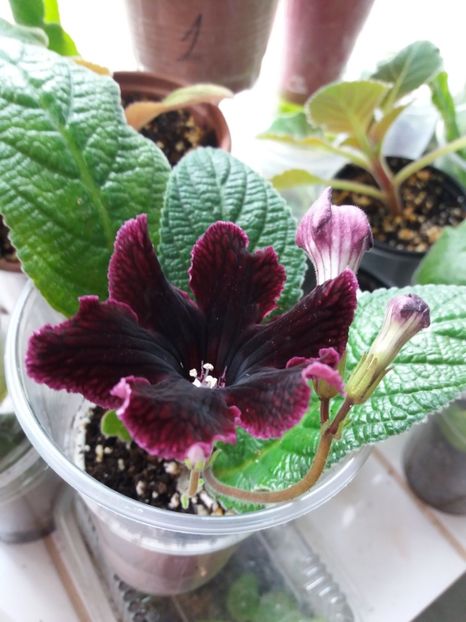  - Streptocarpus