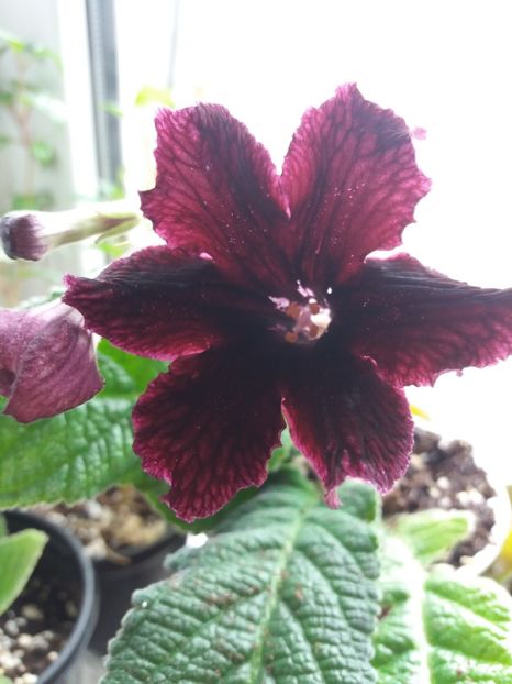  - Streptocarpus