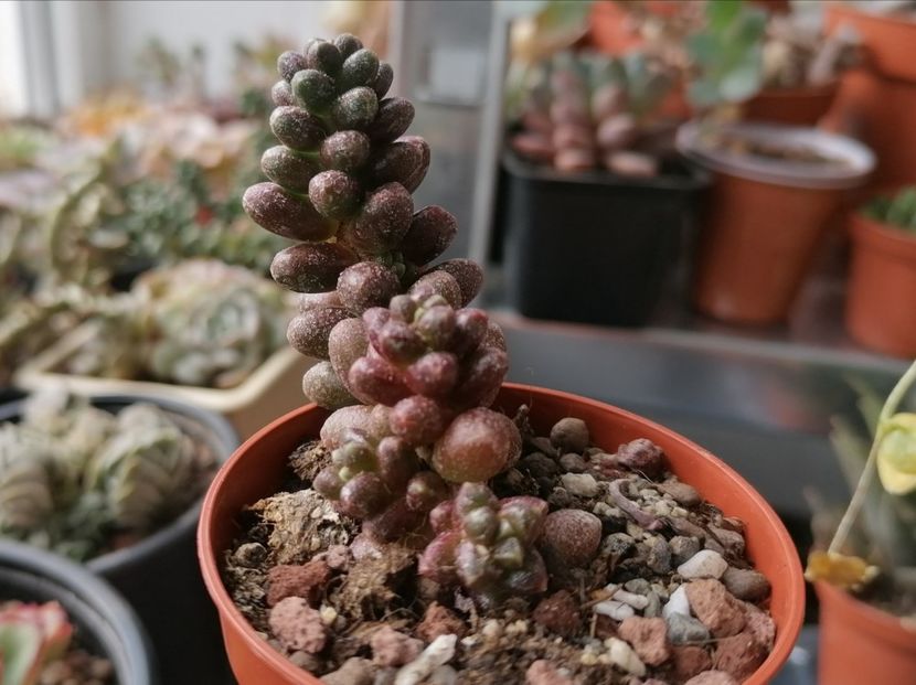 Sedum furfuraceum - Sedum