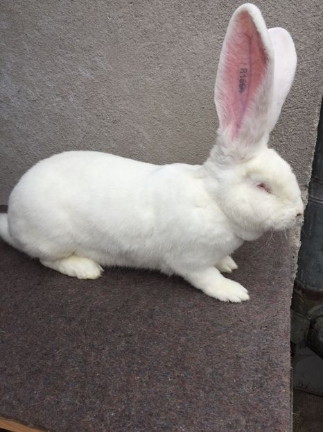 38C201DF-1047-4C68-80AC-CCCAE342809D - H29-R1664