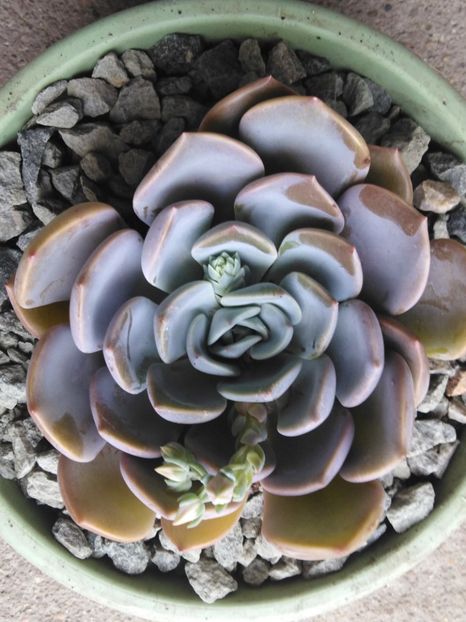  - suculente si cactusi