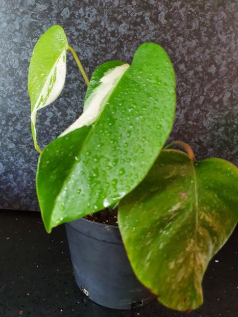  - Borsigiana - Monstrul 3