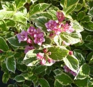weigela florida variegata - Comanda Pepiniera Mizil