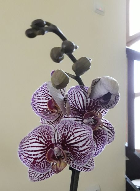  - 2 Orhidee Phalenopsis