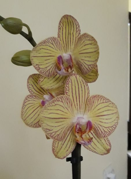 - 2 Orhidee Phalenopsis