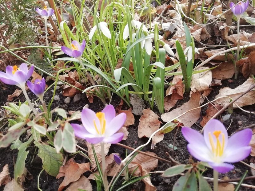 Crocus Barr's Purple - Grădina 2020