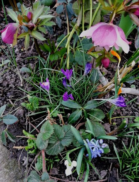 DE Pink - Spânz helleborus 2020