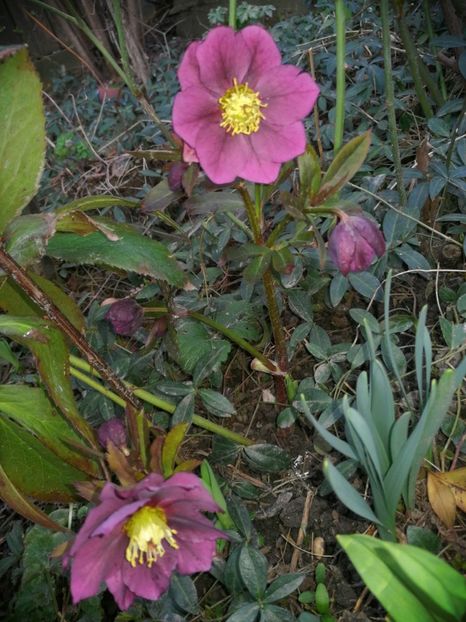 DE Purple - Spânz helleborus 2020