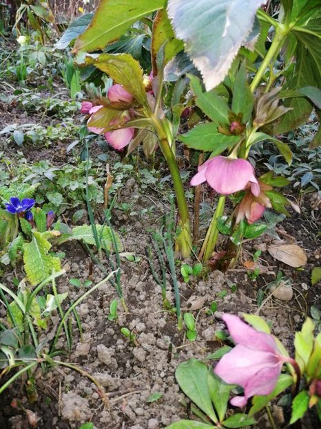  - Spânz helleborus 2020
