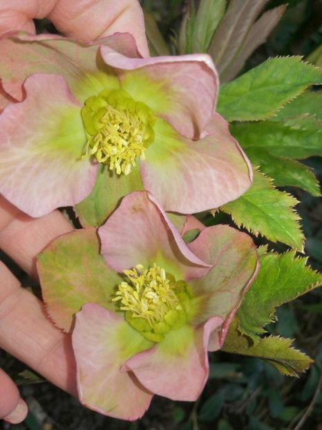  - Spânz helleborus 2020