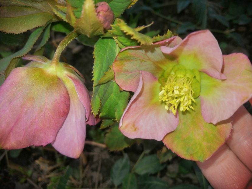  - Spânz helleborus 2020