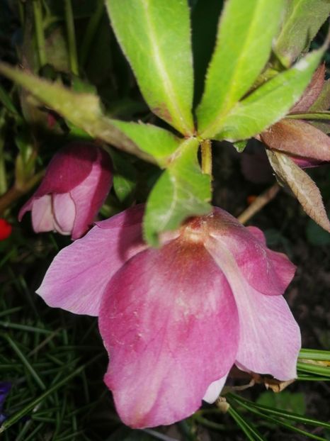 DE Pink - Spânz helleborus 2020