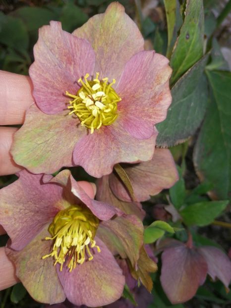  - Spânz helleborus 2020