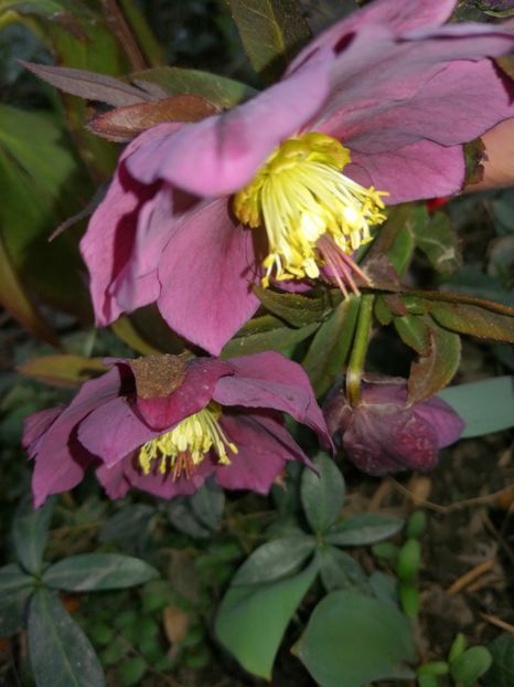  - Spânz helleborus 2020