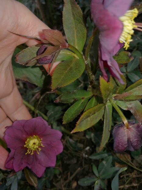  - Spânz helleborus 2020