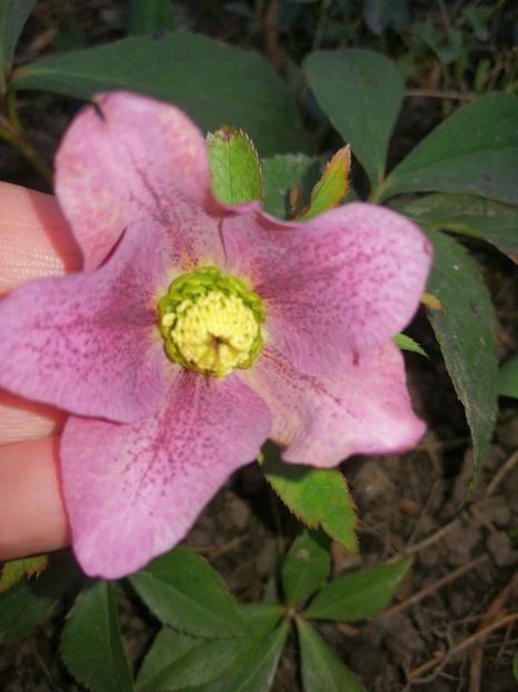 Pink Spotted - Spânz helleborus 2020