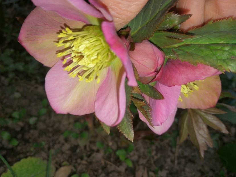  - Spânz helleborus 2020