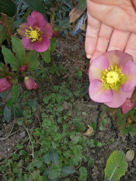  - Spânz helleborus 2020
