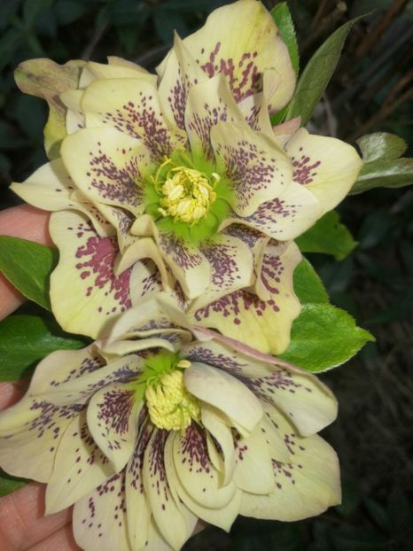De Yellow Spotted - Spânz helleborus 2020
